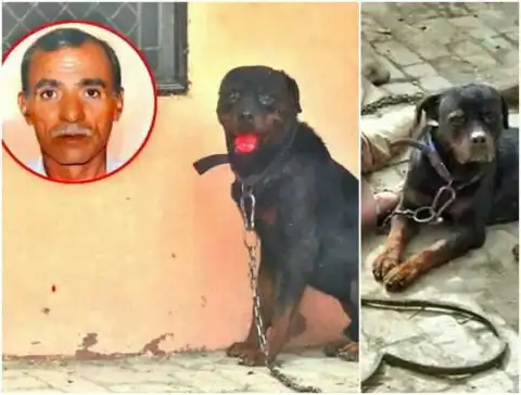 Dog Kills Owner, Feasts On His Body As Helpless Police Watch In Horror (Disturbing Photos)